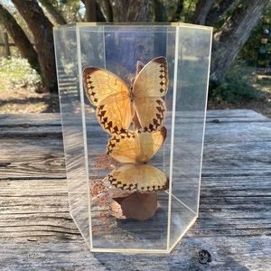 Vintage Butterfly Taxidermy